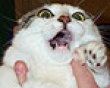 Funny pics tracker: You make kitty scared picture