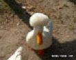 Funny pics mix: Duck fro picture