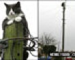 Funny pics mix: Power line kitty picture