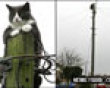 Funny pics tracker: Power line kitty picture