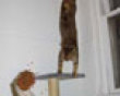 Funny pics tracker: Kitty acrobat picture