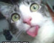 Funny pics mix: Kitty with its tongue out picture