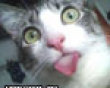 Funny pics tracker: Kitty with its tongue out picture