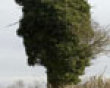 Funny pics mix: The tree head picture