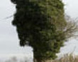 Funny pics tracker: The tree head picture