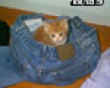 Funny pics tracker: Kitten in pants picture