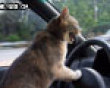 Funny pics tracker: A cat who drives picture