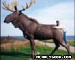 Funny pics mix: Moose lovin' picture