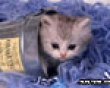 Funny pics mix: Kitten in a can picture