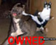 Funny pics tracker: Ninja cat owns dog picture