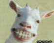 Funny pics mix: Goat teeth bling picture