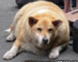 A really fat dog picture