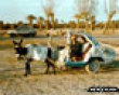 Funny pics mix: Donkey powered car picture