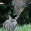 Deer eating rabbit