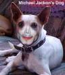 Funny pictures: Michael Jackson's scary dog