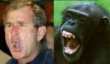 Funny pictures: GEORGE W MONKEY