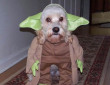 Funny pictures : Cute Dog Halloween Costume