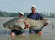 Funny pictures : Record Huge Catfish