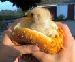 Funny pictures : New Chicken Sandwich