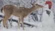 Funny pictures: Deer Disfigures Snowman