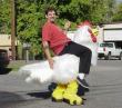 Funny pictures : Chicken Rider