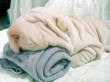 Funny pictures : Towel or Dog