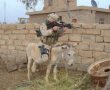 Funny pictures: Donkey Sniper