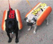 Funny pictures : New meaning to hot dogs