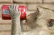 Funny pictures : Have A Coke