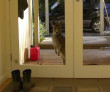 Funny pictures: Unusual Visitor