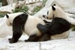 Funny pictures: Panda Love