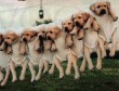 Funny pictures : Puppy Dryer