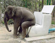 Funny pictures : The Elephant Toilet