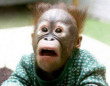 Funny pictures : Scared Monkey