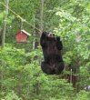 Funny pictures : Determined Black Bear