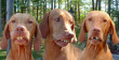 Funny pictures: Buck Tooth Dogs