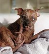 Funny pictures: Worlds Ugliest Dog