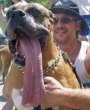 Funny pictures: Long Dog Tongue