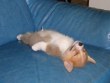 Funny pictures : One Relaxed Dog