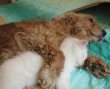 Funny pictures : Dog Hugging Cat