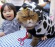 Funny pictures : Cat in a Cow Costume