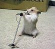 Funny pictures : Singing Rodent