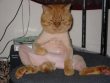 Funny pictures : Shaved Pussy
