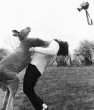 Funny pictures: Kangaroo Paparazzi