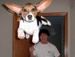 Funny pictures: Flying Dog