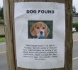 Funny pictures : Dog Found