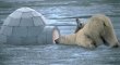 Funny pictures: Curious Polar Bear