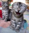 Laughing Cat