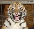 Funny pictures : Insane Tiger