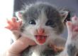 Funny pictures: Crazy Kitten